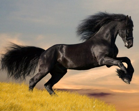 black_horse_running
